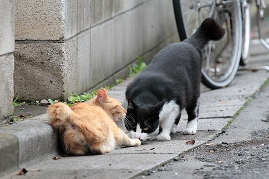 街のねこたち