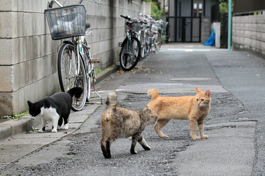 街のねこたち