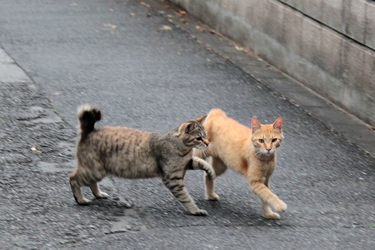 街のねこたち