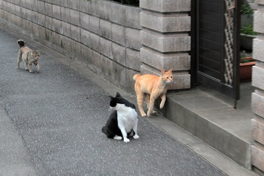 街のねこたち