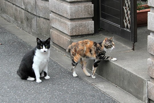 街のねこたち