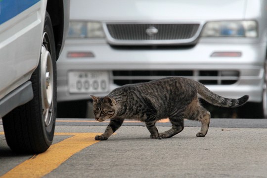 街のねこたち