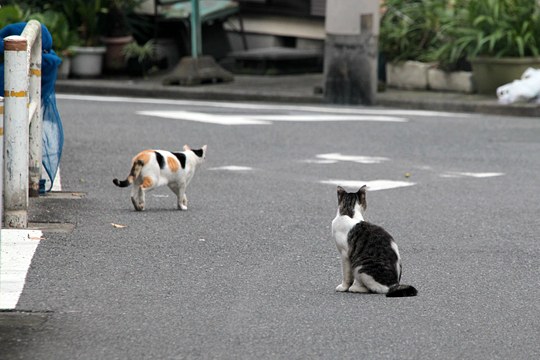 街のねこたち