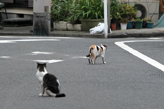 街のねこたち