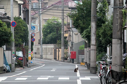 街のねこたち