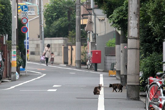 街のねこたち