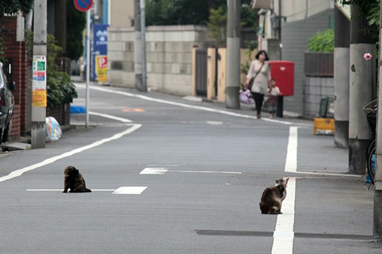 街のねこたち