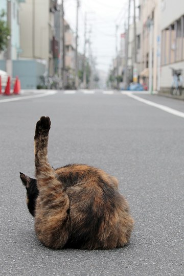 街のねこたち
