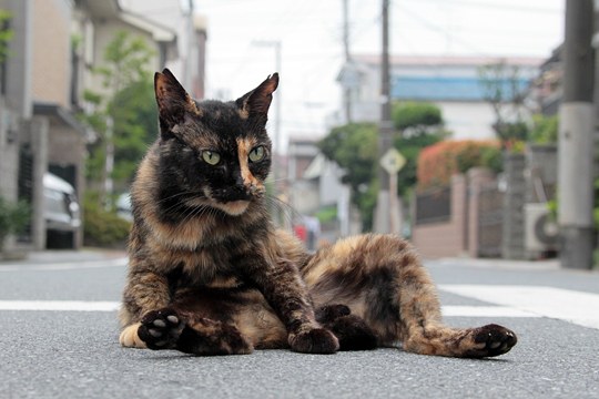 街のねこたち