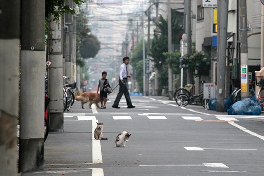街のねこたち