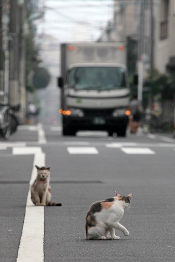 街のねこたち