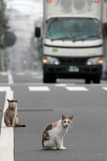 街のねこたち