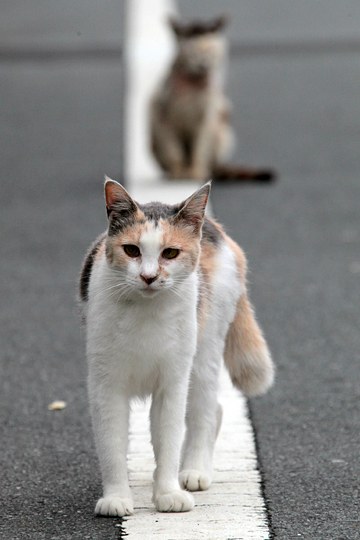 街のねこたち