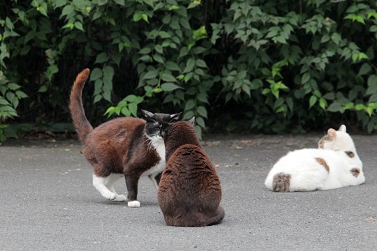 街のねこたち
