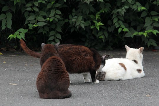 街のねこたち