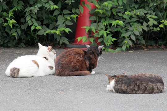 街のねこたち