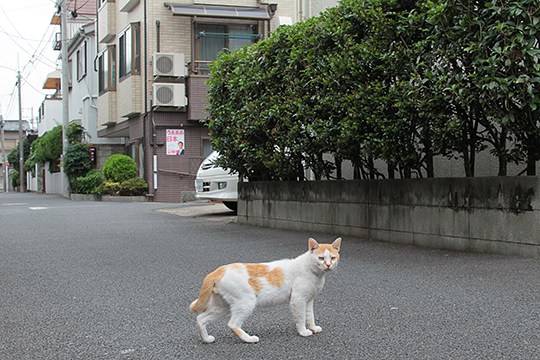 街のねこたち