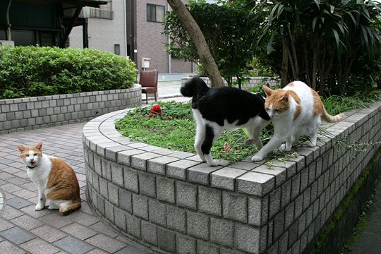 街のねこたち