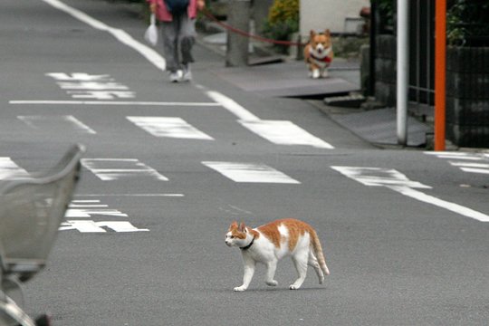 街のねこたち