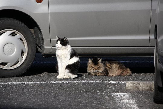 街のねこたち
