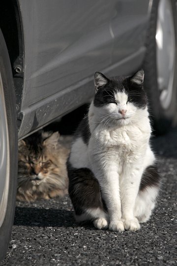 街のねこたち