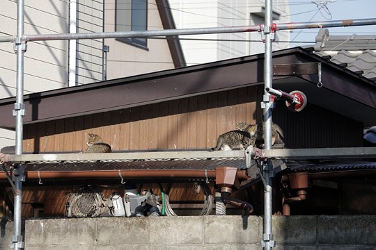 街のねこたち