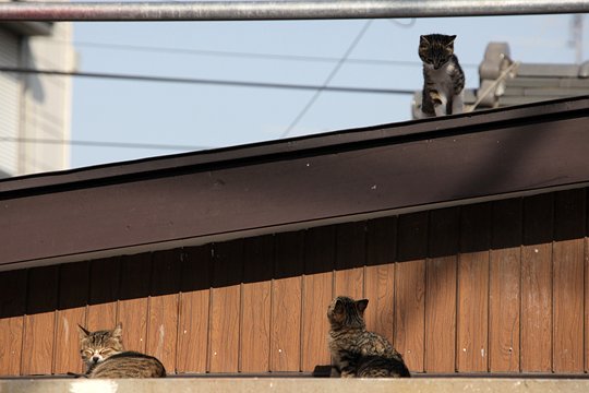 街のねこたち