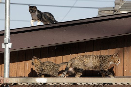 街のねこたち