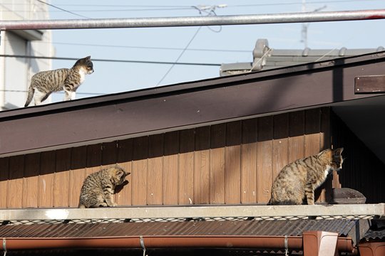 街のねこたち