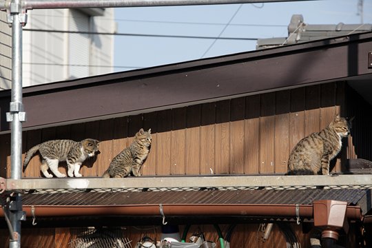 街のねこたち