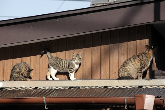 街のねこたち