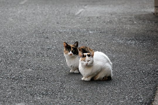街のねこたち