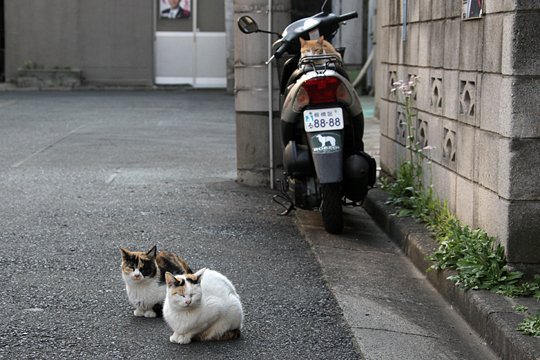 街のねこたち