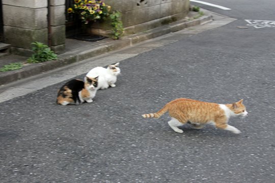 街のねこたち