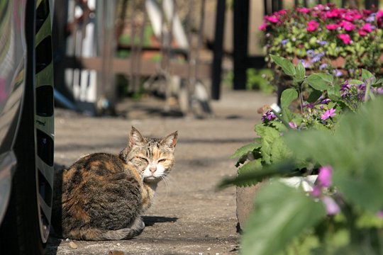 街のねこたち