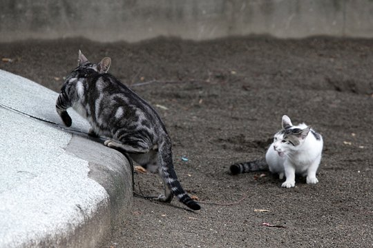 街のねこたち