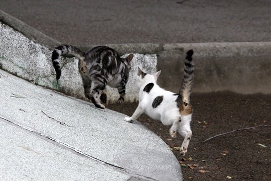 街のねこたち