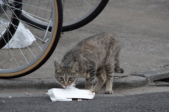 街のねこたち