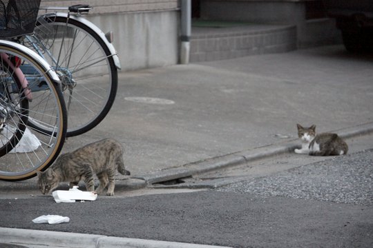 街のねこたち