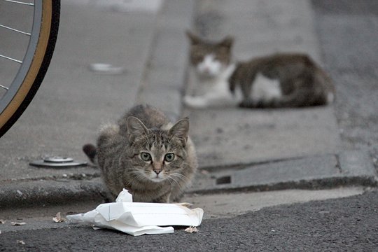 街のねこたち
