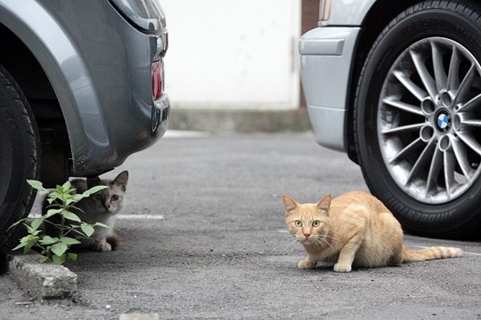 街のねこたち