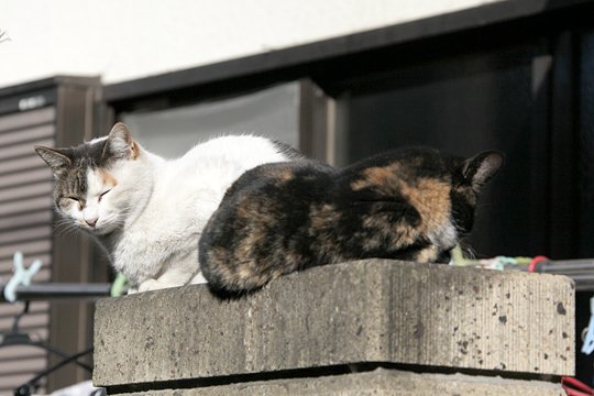 街のねこたち