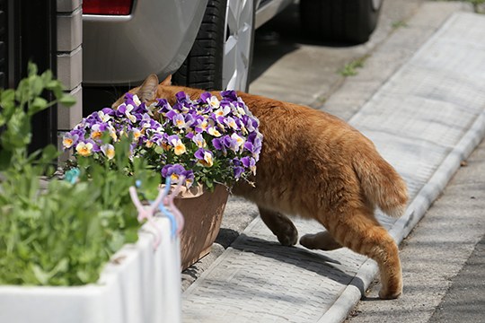 街のねこたち