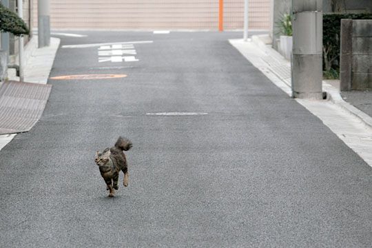 街のねこたち