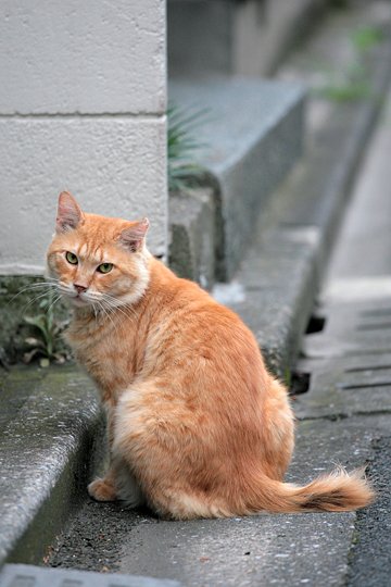 街のねこたち