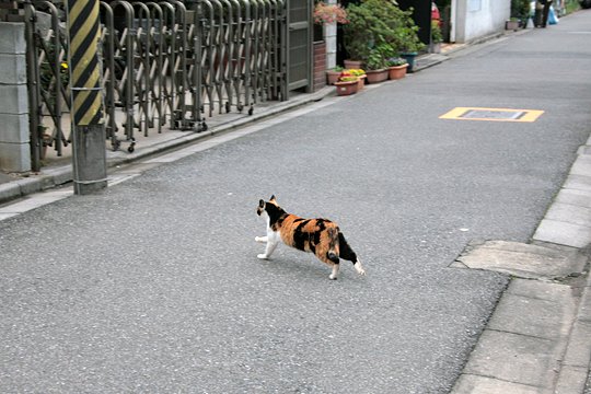 街のねこたち