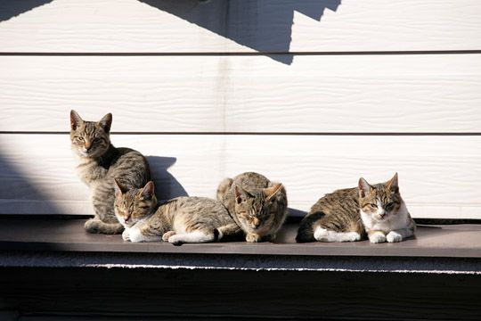 街のねこたち