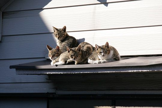 街のねこたち