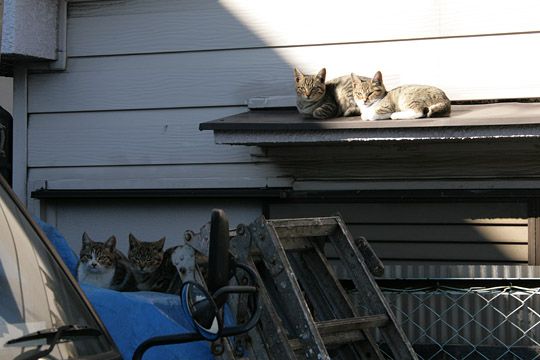 街のねこたち