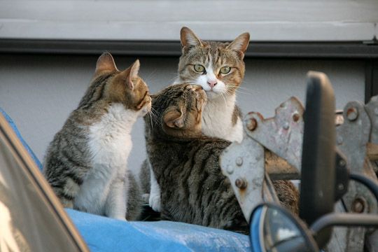 街のねこたち